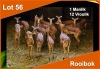 13 X ROOIBOK M:1 V/F:12 (PER STUK OM LOT TE NEEM)