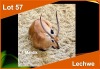 1 X LECHWE M:1