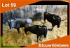 3 X BLOUWILDEBEES M:3 (PER STUK OM LOT TE NEEM)