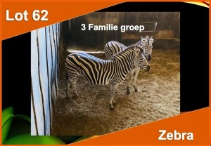 3 X ZEBRA (PER STUK OM LOT TE NEEM)