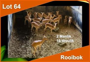 18 X ROOIBOK M:2 V/F:16 (PER STUK OM LOT TE NEEM)