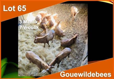 10 X GOUE WILDEBEES M:3 V/F:7 (PER STUK OM LOT TE NEEM)