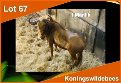 1 X KONINGS WILDEBEES M:1