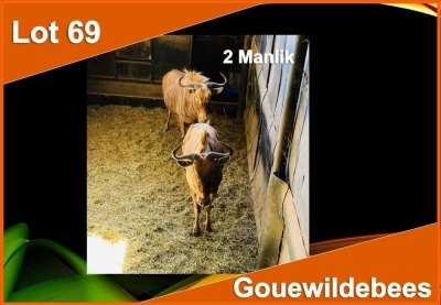 2 X GOUE WILDEBEES M:2 (PER STUK OM LOT TE NEEM)