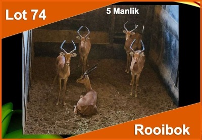 5 X ROOIBOK M:5 (PER STUK OM LOT TE NEEM)