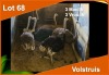 6 X VOLSTRUIS M:3 V/F:3 (PER STUK OM LOT TE NEEM)