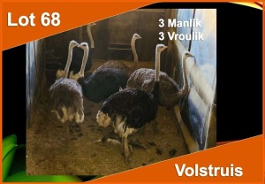 6 X VOLSTRUIS M:3 V/F:3 (PER STUK OM LOT TE NEEM)