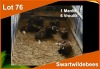 7 X SWART WILDEBEES M:1 V/F:6 (PER STUK OM LOT TE NEEM)