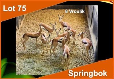 8 X SPRINGBOK V/F:8 (PER STUK OM LOT TE NEEM)