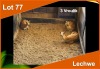 3 X LECHWE V/F:3 (PER STUK OM LOT TE NEEM)