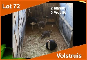 5 X VOLSTRUIS M:2 V/F:3 (PER STUK OM LOT TE NEEM)