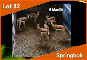 6 X SPRINGBOK M:6 (PER STUK OM LOT TE NEEM)