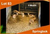 6 X SPRINGBOK M:6 (PER STUK OM LOT TE NEEM)