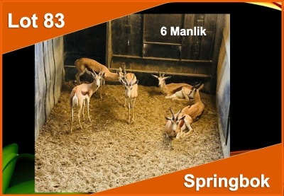 6 X SPRINGBOK M:6 (PER STUK OM LOT TE NEEM)