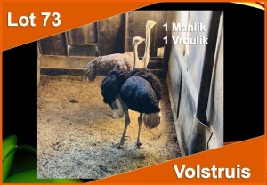 2 X VOLSTRUIS M:1 V/F:1 (PER STUK OM LOT TE NEEM)