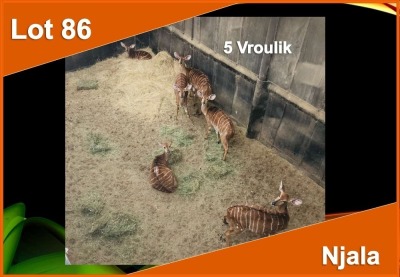 5 X NJALA V/F:5 (PER STUK OM LOT TE NEEM)