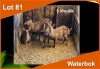 5 X WATERBOK V/F:5 (PER STUK OM LOT TE NEEM)