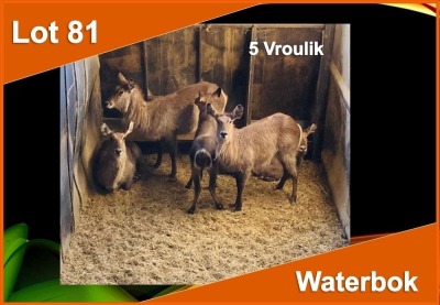 5 X WATERBOK V/F:5 (PER STUK OM LOT TE NEEM)