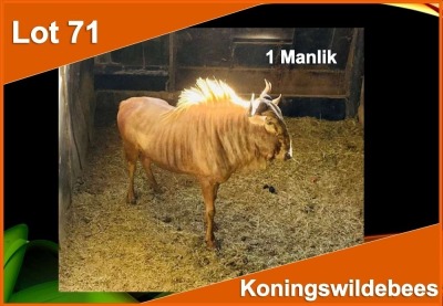 1 X KONINGS WILDEBEES M:1