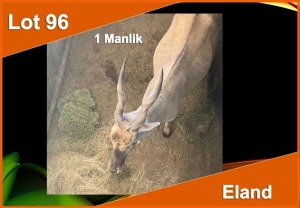 1 X ELAND M:1