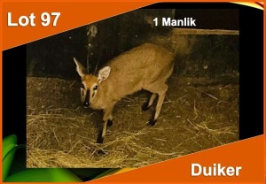 1 X DUIKER M:1