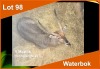 1 X WATERBOK 29 7/8" M:1