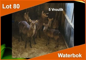 5 X WATERBOK V/F:5 (PER STUK OM LOT TE NEEM)