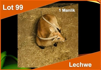 1 X LECHWE M:1