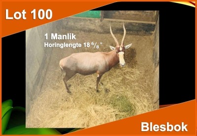 1 X BLESBOK 18 6/8" M:1