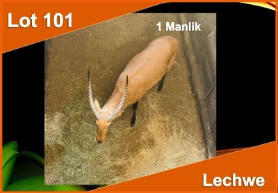 1 X LECHWE M:1