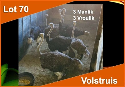 6 X VOLSTRUIS M:3 V/F:3 (PER STUK OM LOT TE NEEM)