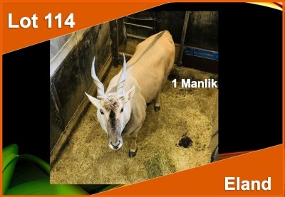 1 X ELAND M:1