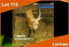 1 X LECHWE 28 1/4" M:1