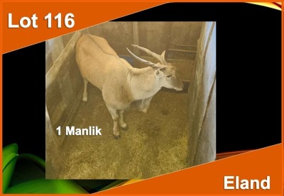 1 X ELAND M:1