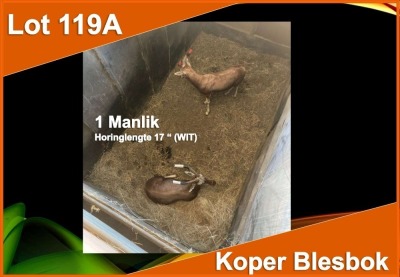 1 X KOPER BLESBOK 17" M:1 WIT