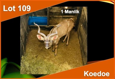 1 X KOEDOE M:1