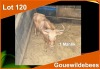 1 X GOUE WILDEBEES M:1