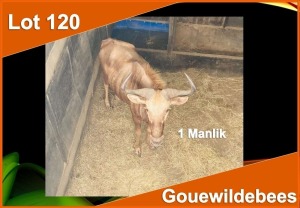 1 X GOUE WILDEBEES M:1