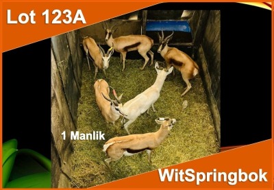 1 X WIT SPRINGBOK M:1