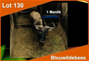 1 X BLOUWILDEBEES M:1