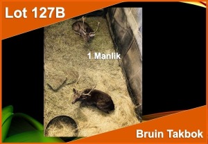 1 X BRUIN TAKBOK M:1