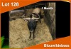 1 X BLOUWILDEBEES M:1