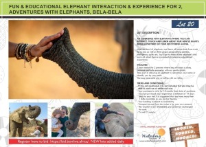 FUN & EDUCATIONAL ELEPHANT INTERACTION & EXPERIENCE FOR 2, ADVENTURES WITH ELEPHANTS, BELA-BELA