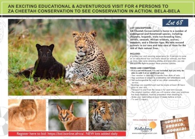 AN EXCITING EDUCATIONAL & ADVENTUROUS VISITFOR 4 PERSONS TO ZA CHEETAH CONSERVATION TO SEE CONSERVATION IN ACTION. BELA-BELA