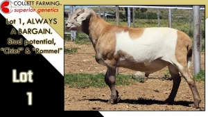 LOT 1 1X MEATMASTER RAM CC220639 COLLETT FARMING CC