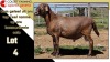 LOT 4 1X MEATMASTER RAM CC220737 COLLETT FARMING CC