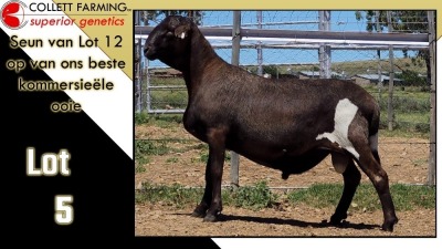 LOT 5 1X MEATMASTER RAM CC220704 COLLETT FARMING CC