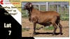 LOT 7 1X MEATMASTER RAM CC220408 COLLETT FARMING CC