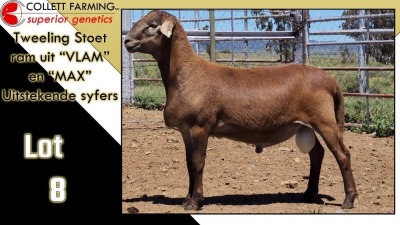 LOT 8 1X MEATMASTER RAM CC220346 COLLETT FARMING CC