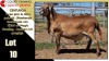 LOT 10 1X MEATMASTER RAM CC210100 COLLETT FARMING CC